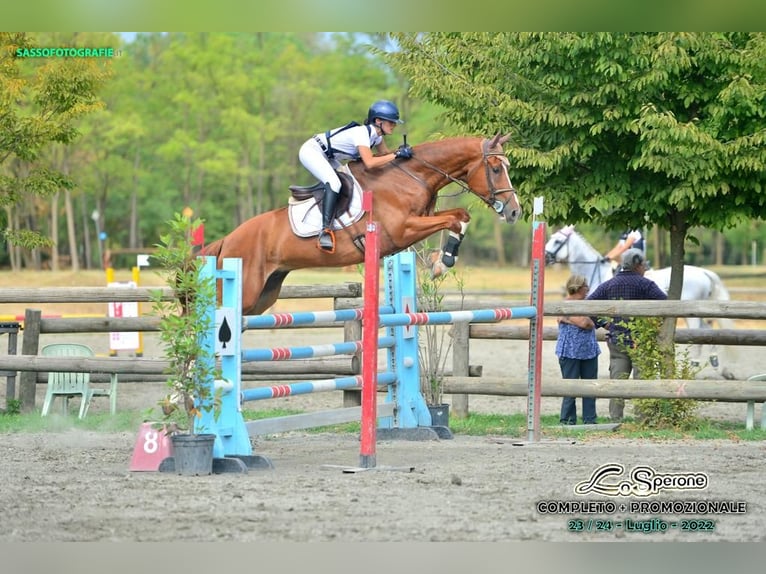 Italienisches Reitpferd Wallach 7 Jahre 176 cm Fuchs in Rocca di papa