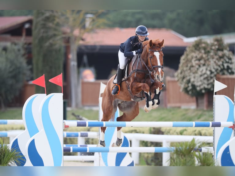 Italienisches Reitpferd Wallach 7 Jahre 176 cm Fuchs in Rocca di papa