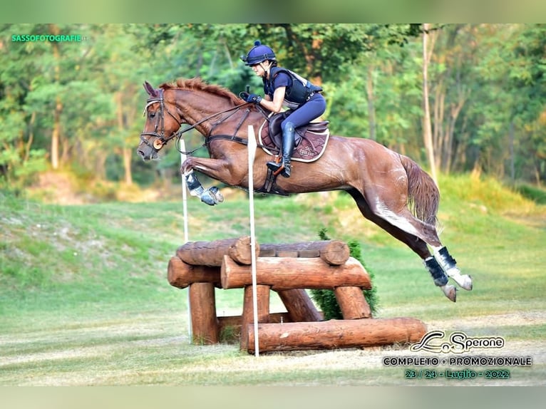 Italienisches Reitpferd Wallach 7 Jahre 176 cm Fuchs in Rocca di papa