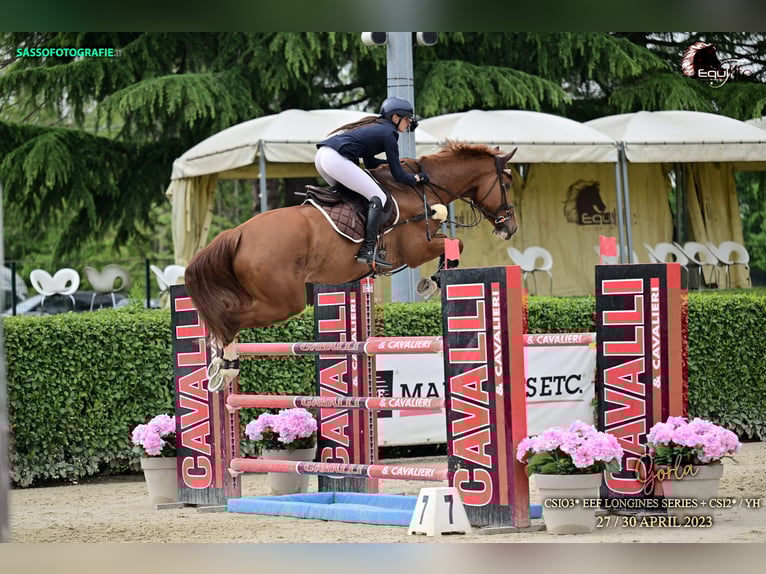 Italienisches Reitpferd Wallach 7 Jahre 176 cm Fuchs in Rocca di papa