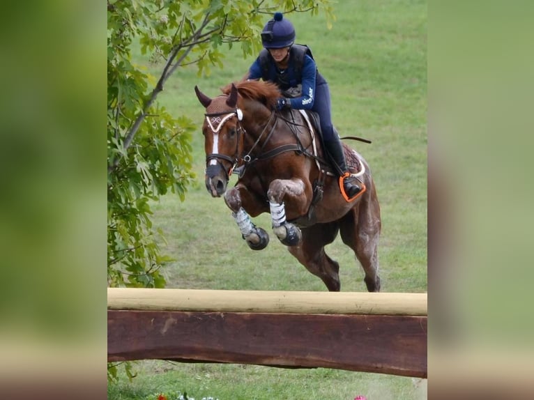 Italienisches Reitpferd Wallach 7 Jahre 176 cm Fuchs in Rocca di papa