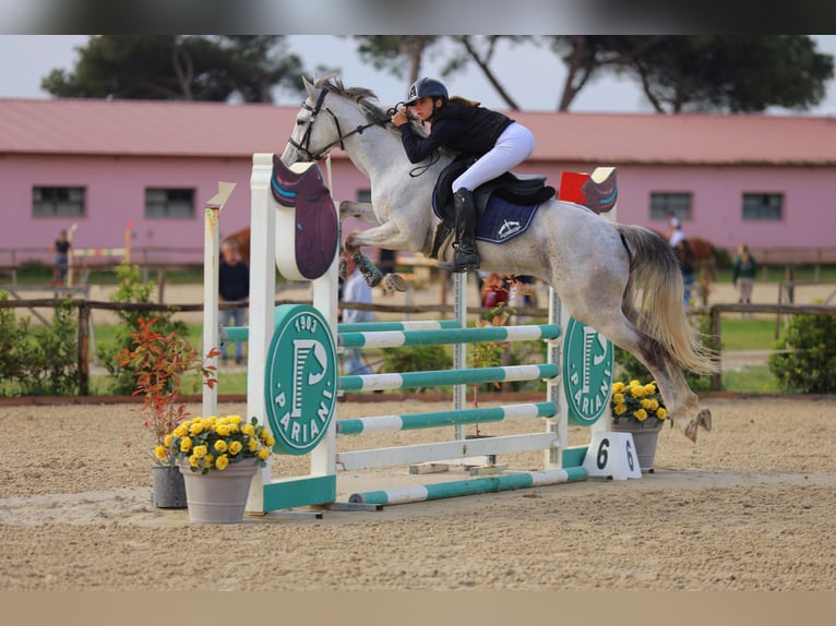 Italienisches Reitpferd Wallach 8 Jahre 155 cm Schimmel in Sarzana
