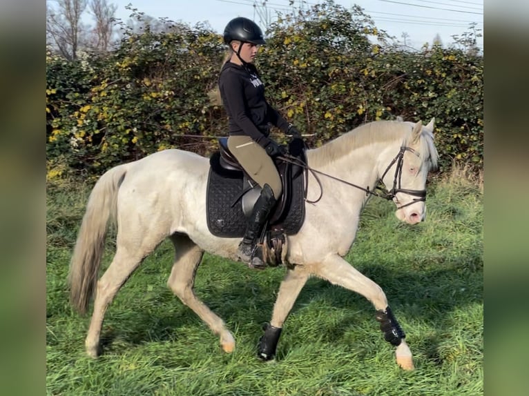 Italienisches Reitpferd Wallach 8 Jahre 157 cm Cremello in Oberhausen