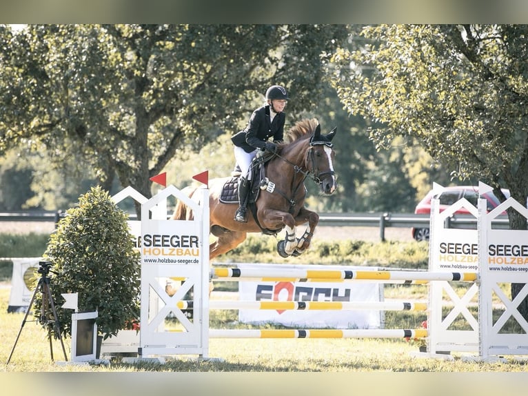 Italienisches Reitpferd Wallach 8 Jahre 166 cm Fuchs in Donaueschingen