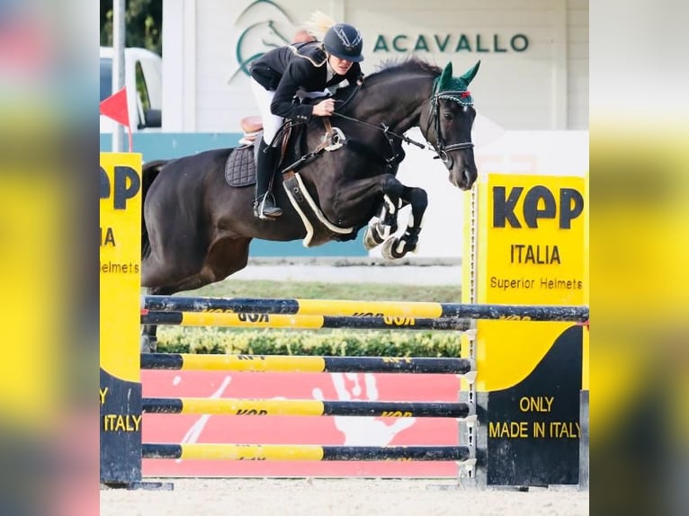 Italienisches Reitpferd Wallach 8 Jahre 166 cm Rappe in Roma