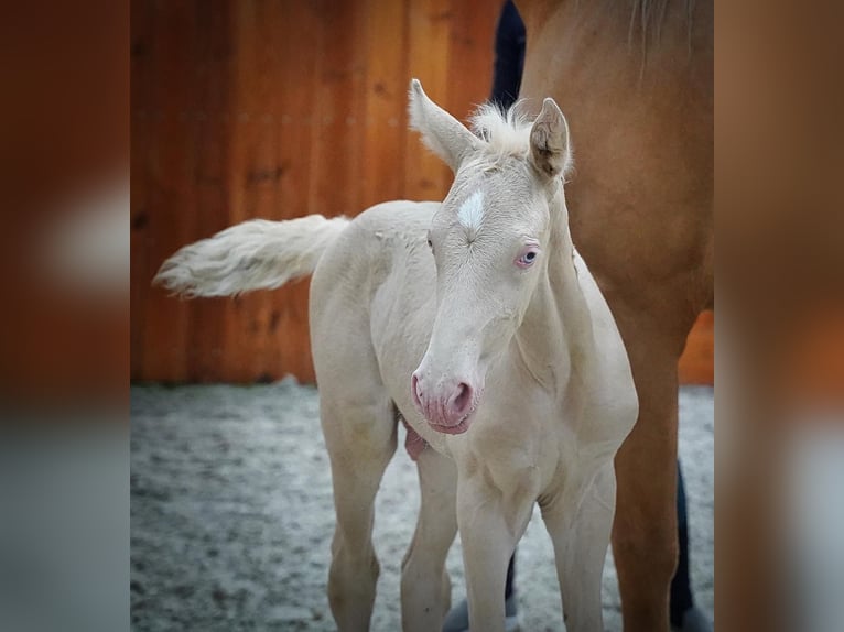 JABATO Lusitano Hengst Cremello in MADRID
