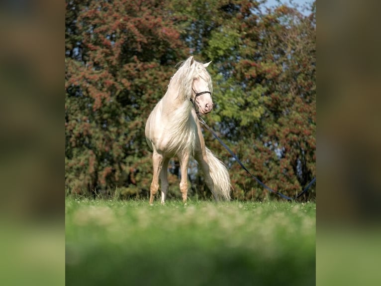 JABATO Lusitano Stallion Cremello in MADRID
