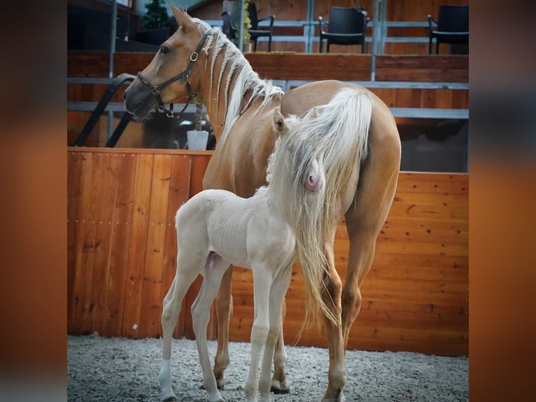 JABATO Lusitano Stallion Cremello in MADRID