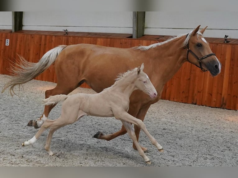 JABATO Lusitano Stallone Cremello in MADRID