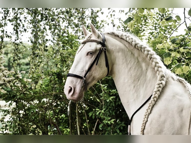 JABATO Lusitanos Hengst Cremello in MADRID