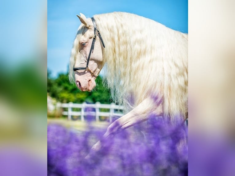 JABATO Lusitanos Hengst Cremello in MADRID