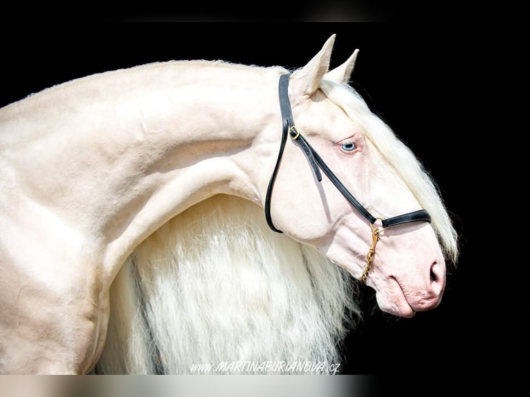 JABATO Lusitanos Semental Cremello in MADRID