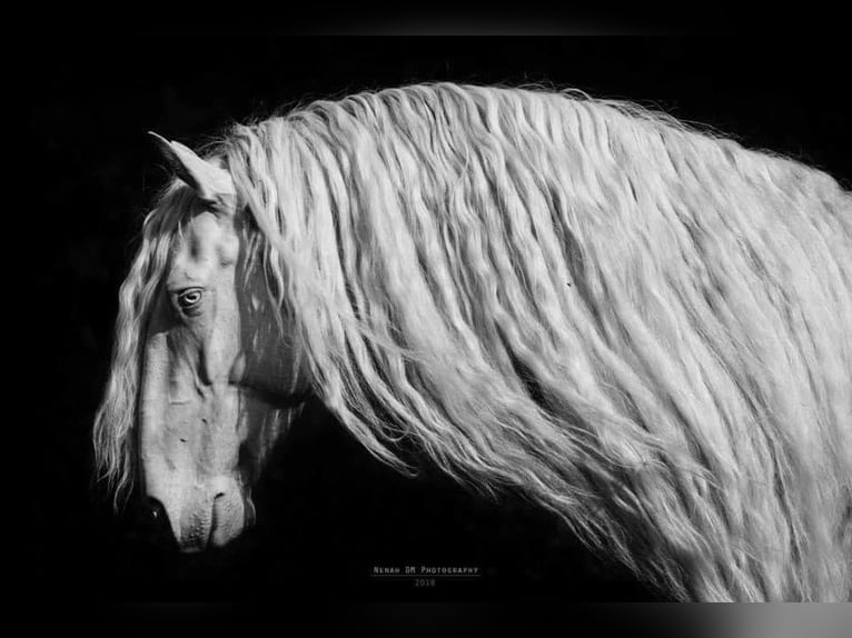 JABATO Lusitanos Semental Cremello in MADRID