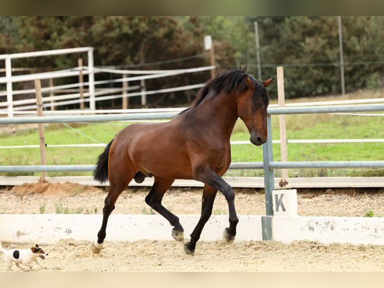 JAMINO TORRELUNA PRE Hengst Brauner in El Catllar