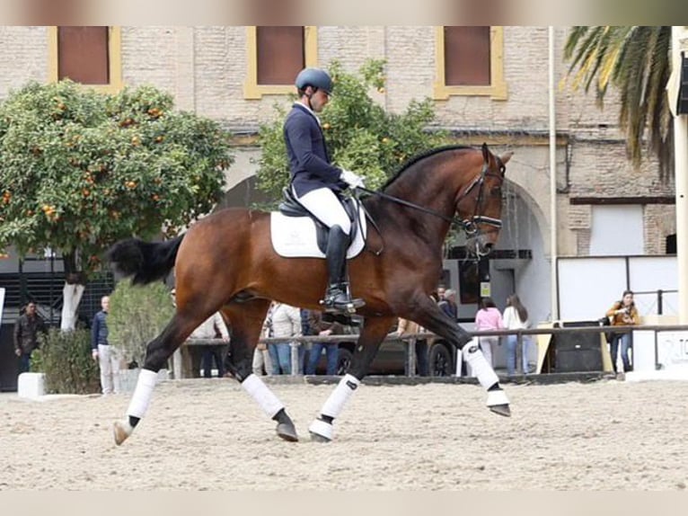 JAMINO TORRELUNA PRE Hengst Brauner in El Catllar