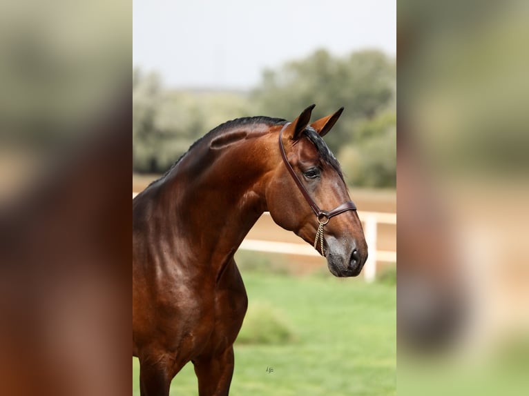 JAMINO TORRELUNA PRE Hengst Bruin in El Catllar