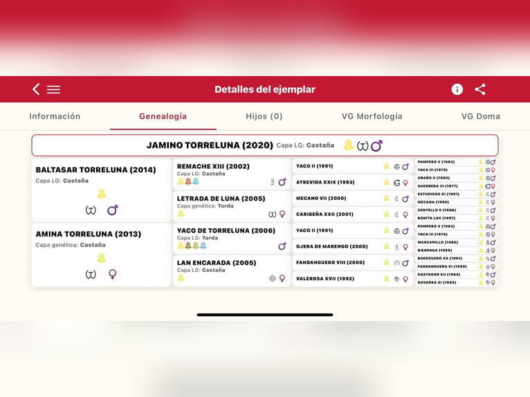 JAMINO TORRELUNA PRE Hengst in El Catllar