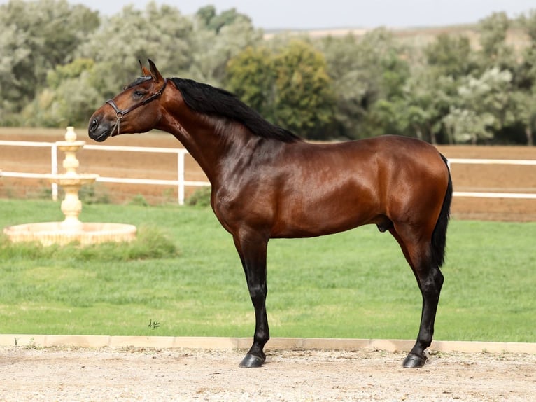 JAMINO TORRELUNA PRE Hingst Brun in El Catllar