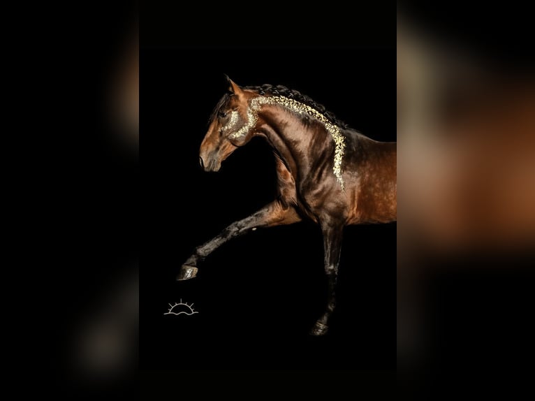 JAMINO TORRELUNA PRE Semental Castaño in El Catllar