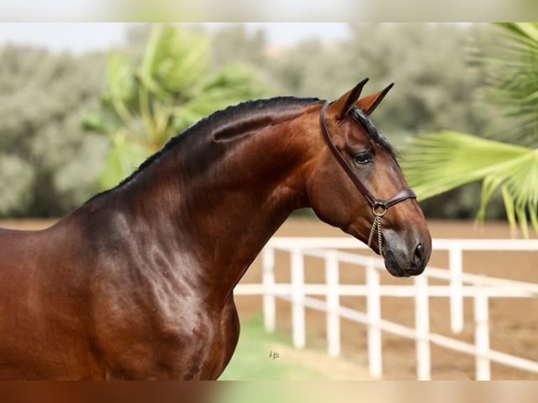 JAMINO TORRELUNA PRE Stallion Brown in El Catllar