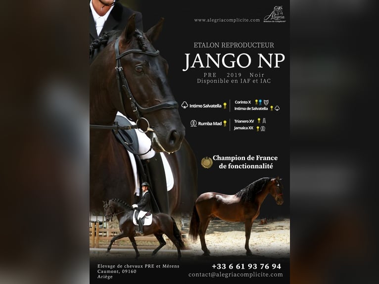 JANGO NP PRE Hengst Zwart in Caumont