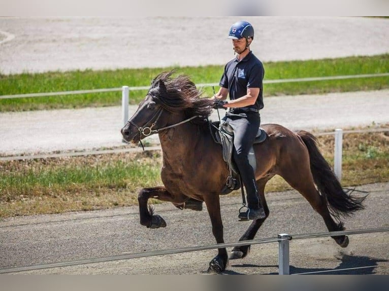 JARI SAVINJSKI Caballos islandeses Semental Negro in Prestranek