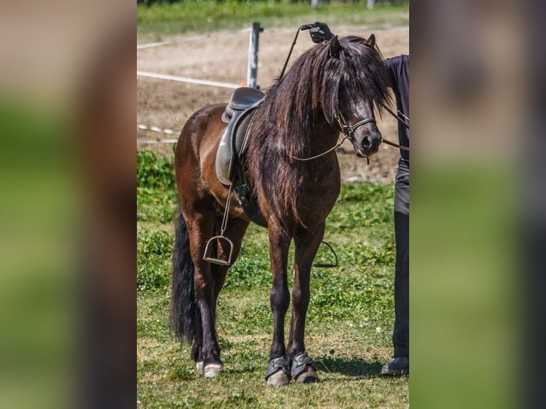 JARI SAVINJSKI Caballos islandeses Semental Negro in Prestranek