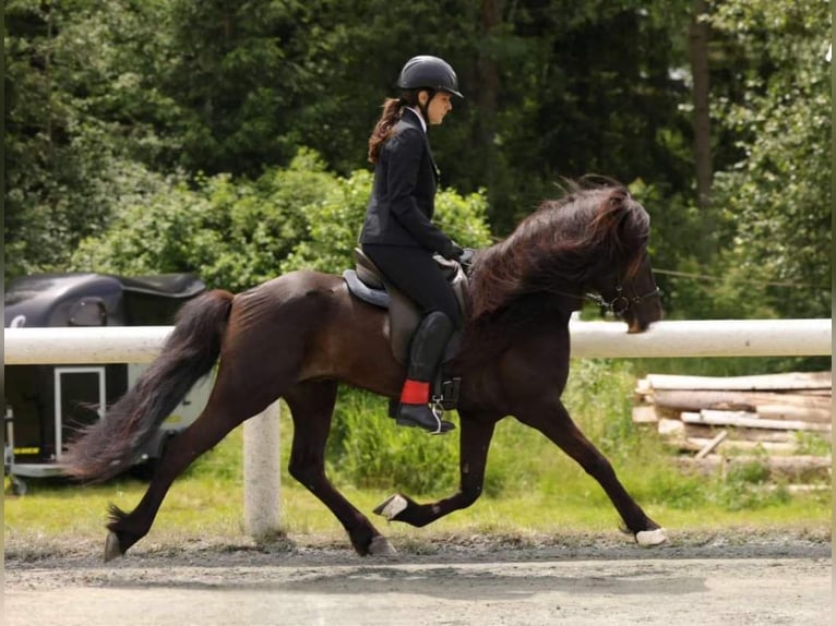 JARI SAVINJSKI Caballos islandeses Semental Negro in Prestranek