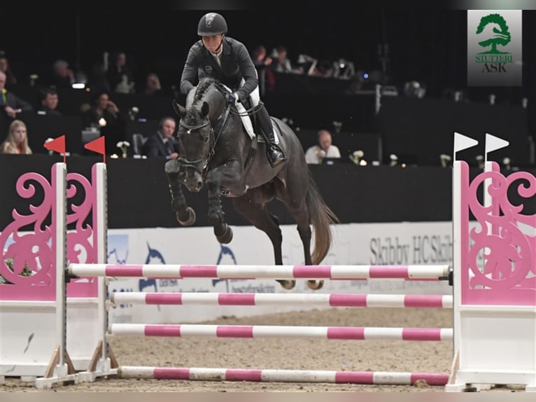 JEWEL ASK Z Zangersheide Stallone Grigio in Martofte