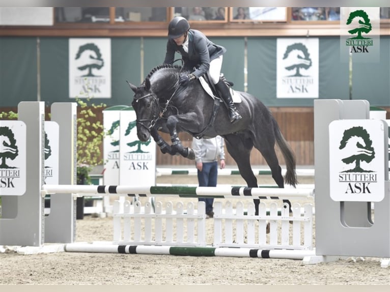 JEWEL ASK Z Zangersheider Hengst Schimmel in Martofte