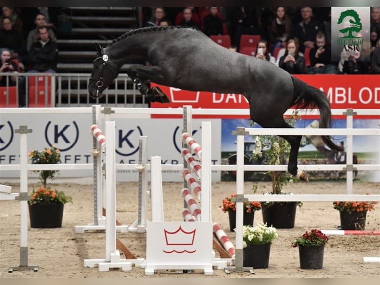 JEWEL ASK Z Zangersheider Stallion Grey in Martofte
