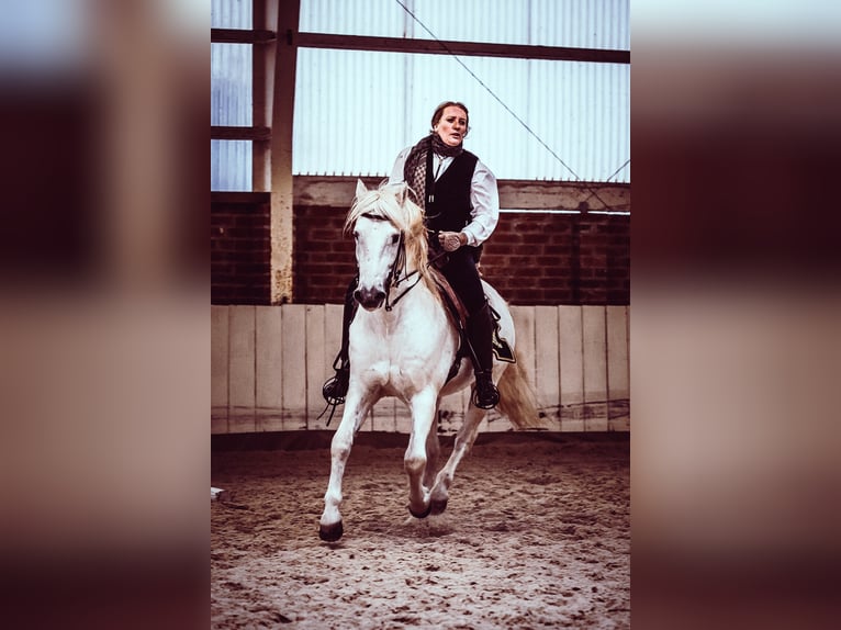 JOUVAS Caballo camargués Semental in Wesel