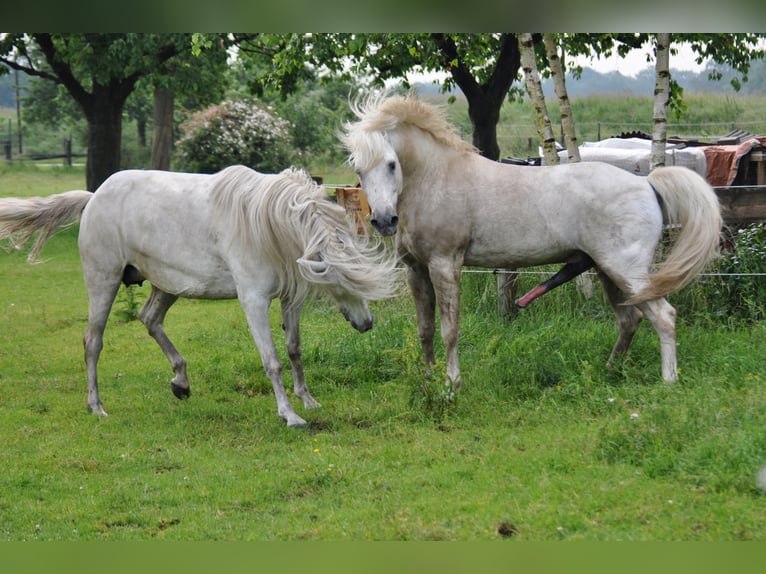 JOUVAS Caballo camargués Semental in Wesel