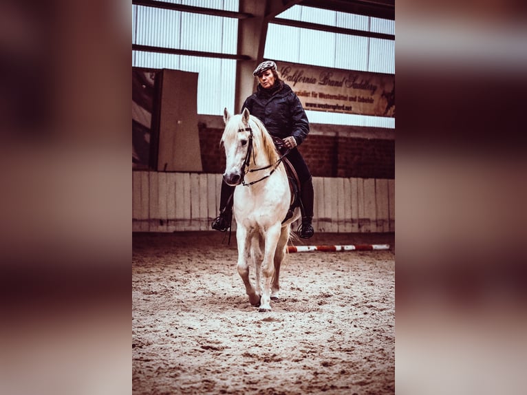 JOUVAS Camargue Étalon in Wesel