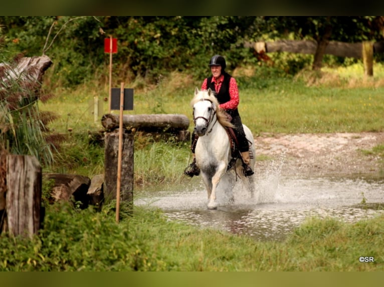 JOUVAS Camargue Hengst Schimmel in Wesel