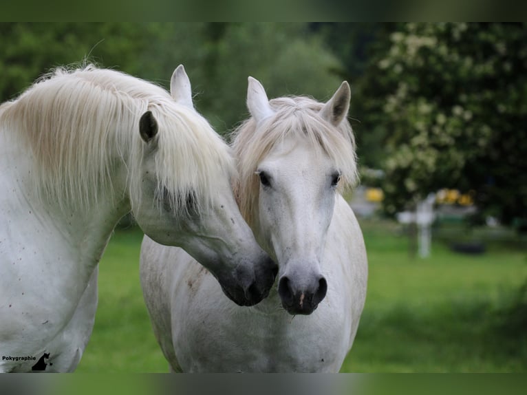 JOUVAS Camargue Hengst Schimmel in Wesel