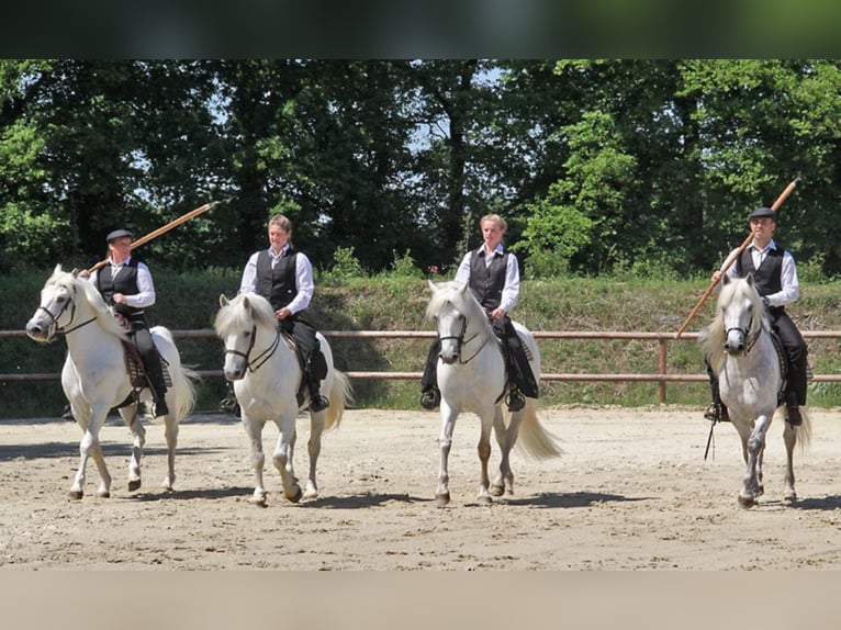 JOUVAS Camargue Stallion Gray in Wesel