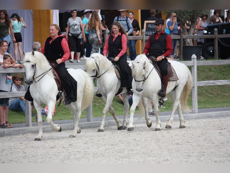 JOUVAS Camargue Stallion Grey in Wesel