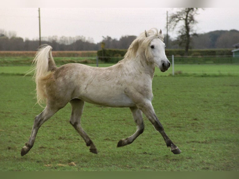JOUVAS Camargue Stallone in Wesel