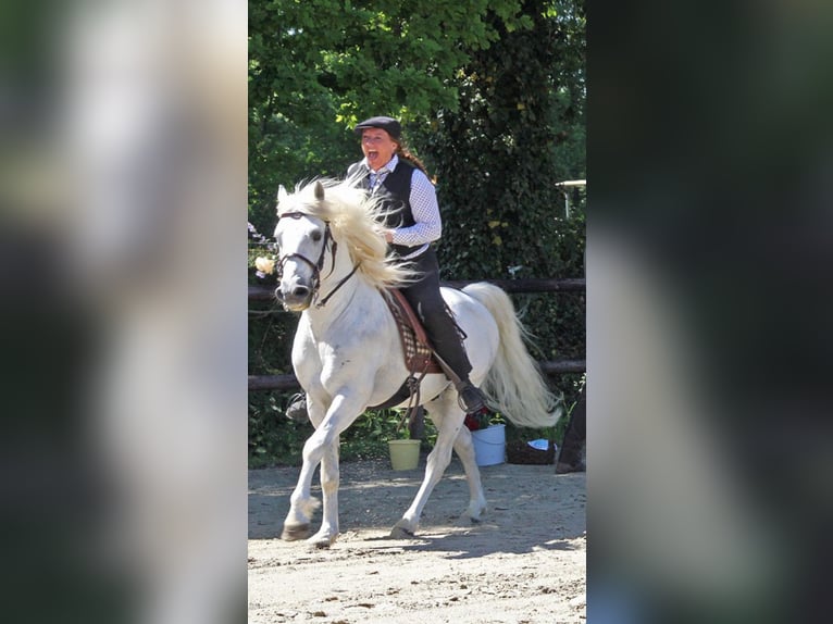 JOUVAS Camargue Stallone in Wesel