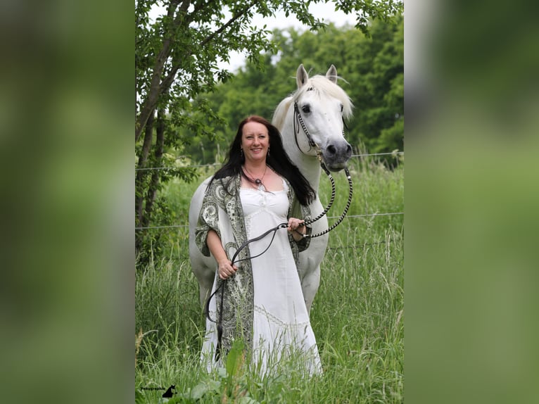 JOUVAS Camargue Stallone in Wesel