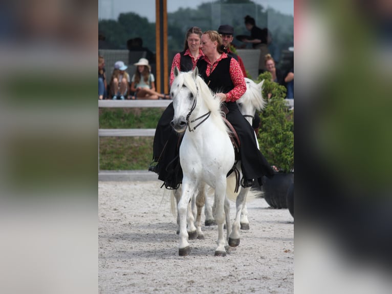 JOUVAS Camargue Stallone in Wesel