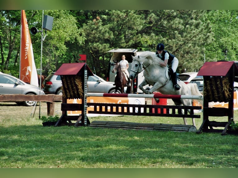 JOUVAS Camargue Stallone in Wesel