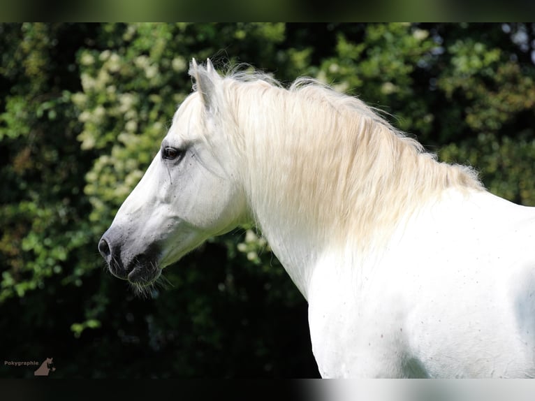 JOUVAS Camargue Stallone in Wesel