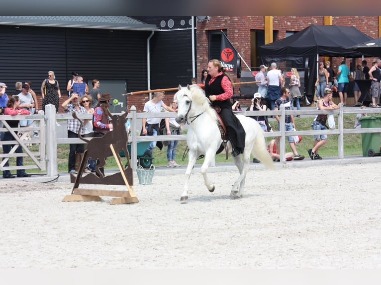 JOUVAS Camargue Stallone in Wesel