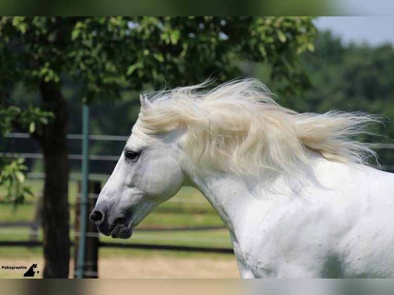 JOUVAS Camargue Stallone in Wesel