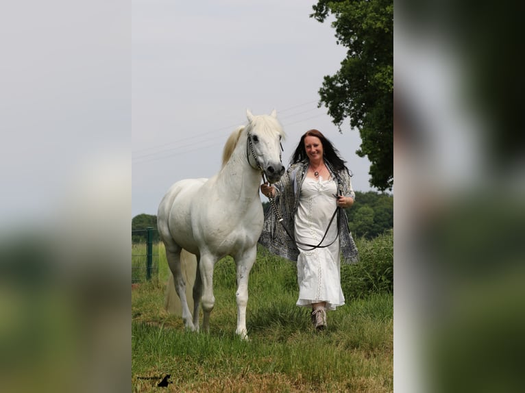 JOUVAS Camargue Stallone in Wesel
