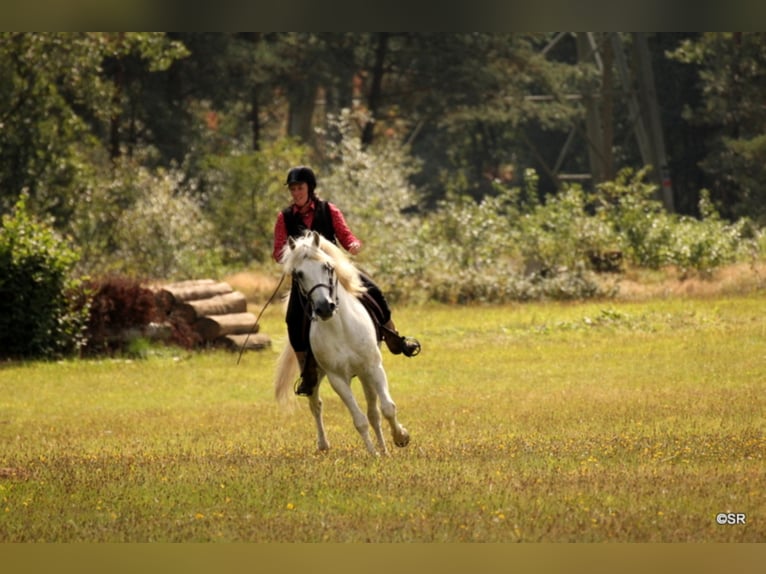 JOUVAS Camargue Stallone in Wesel
