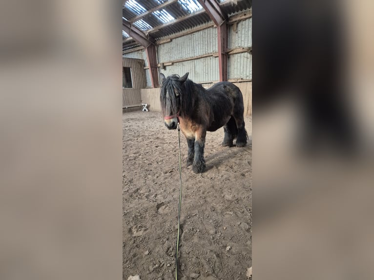 Jütländer Merrie 15 Jaar 155 cm Donkerbruin in Bredstedt