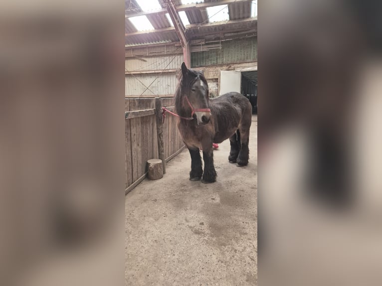 Jütländer Stute 15 Jahre 155 cm Dunkelbrauner in Bredstedt